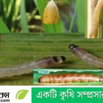 নরসিংদীতে এপেক্স ক্লাবের উদ্যোগে ফ্রি মেডিকেল ক্যাম্প অনুষ্ঠিত হবে