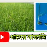 বাসমতির মতো ধানের সুগন্ধী জাত ব্রি ধান১০৪