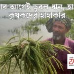 সবজির দৌড়ে এগিয়ে কাঁচকলা