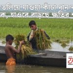 ঢেঁড়স চাষে ভাইরাস সহনশীল ‘বাসন্তী কিং’ জাতে কৃষকের সাফল্য